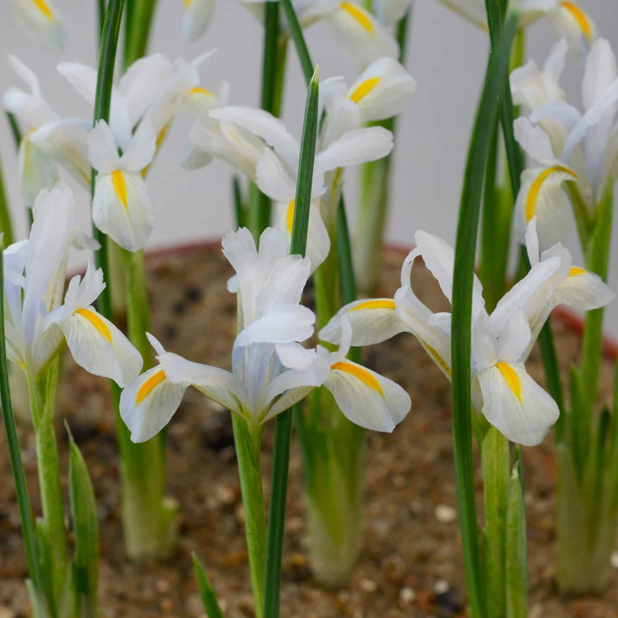 Iris reticulata 'Natascha'