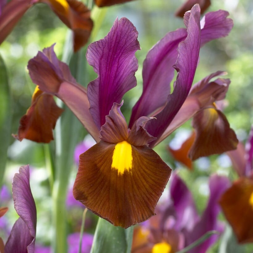 Iris hollandica 'Red Ember'