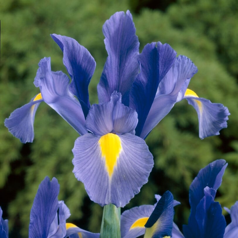 Iris hollandica 'Saphire Beauty'