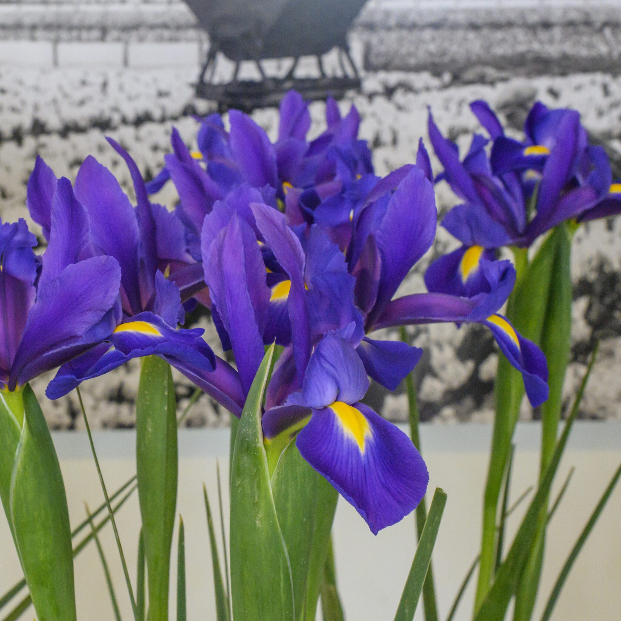 Iris hollandica 'Valentine'