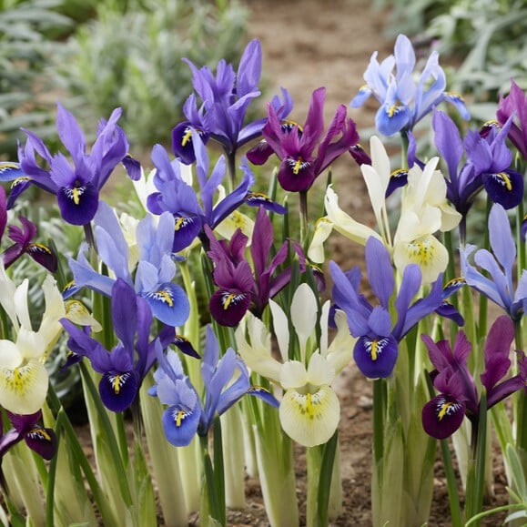Iris reticulata 'Mix'