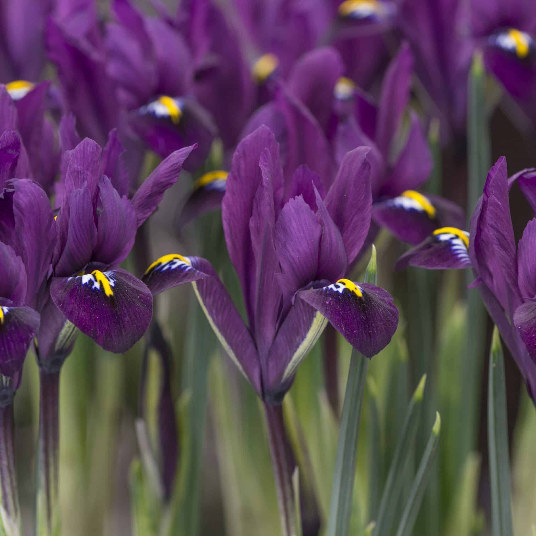 Iris reticulata 'Purple Hill'