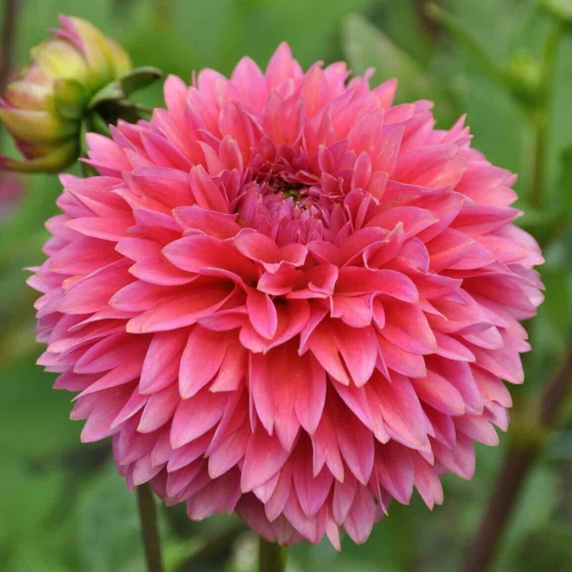 Dahlia 'Isa Candy'