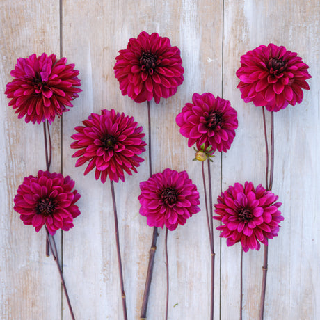Dahlia 'Jennifer Mary Ellen'