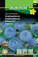 Kniplingsblomst 'Blue Umbrella' Frø