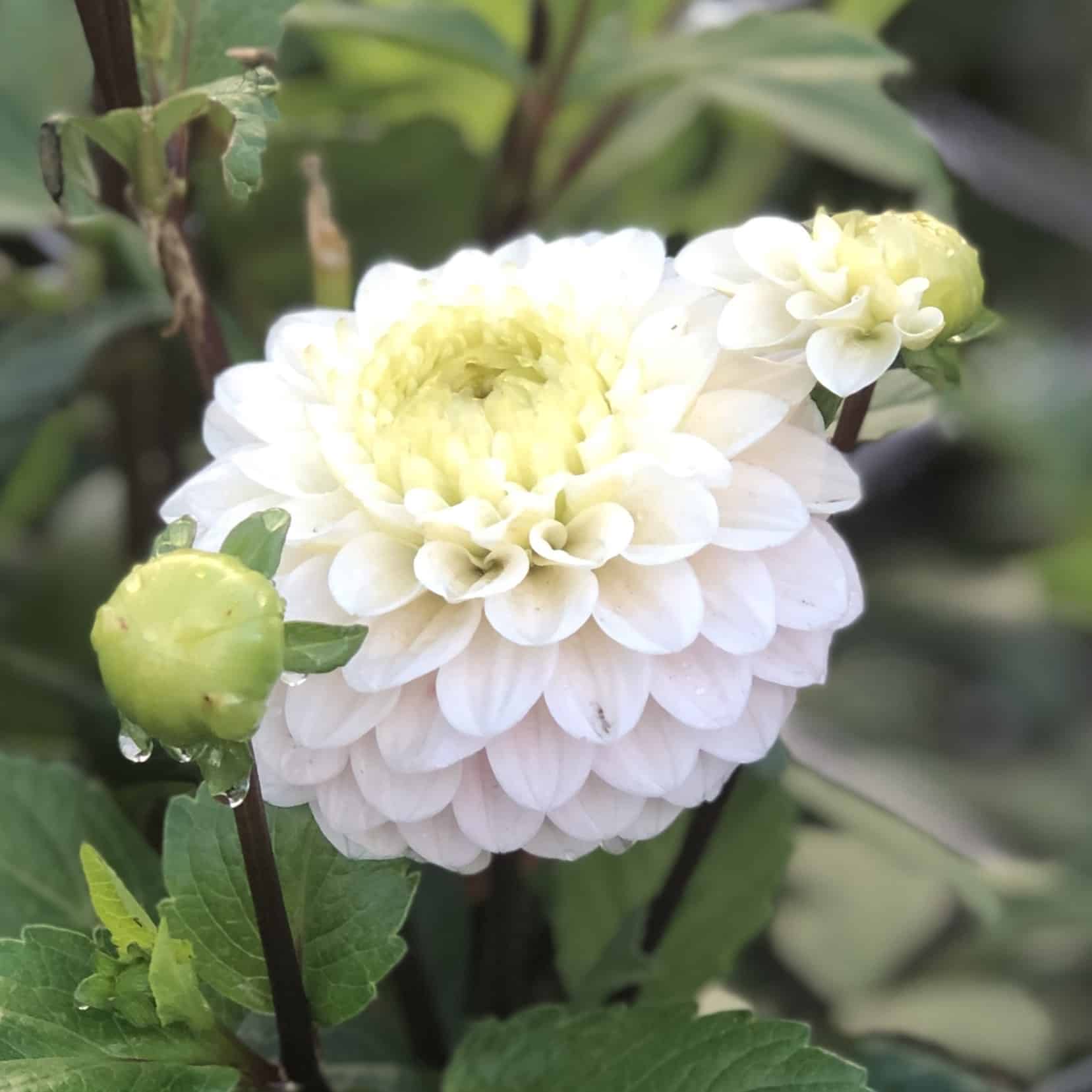 Dahlia 'Kona'