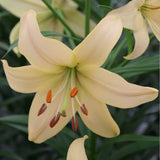 Lilje 'Pearl Frances'