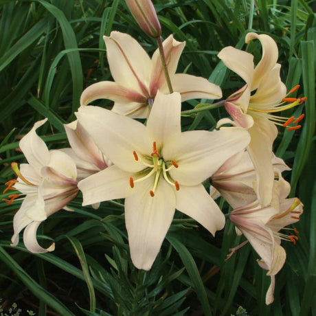 Lilje 'Pearl Frances'
