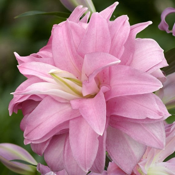 Lilje 'Lotus Breeze'