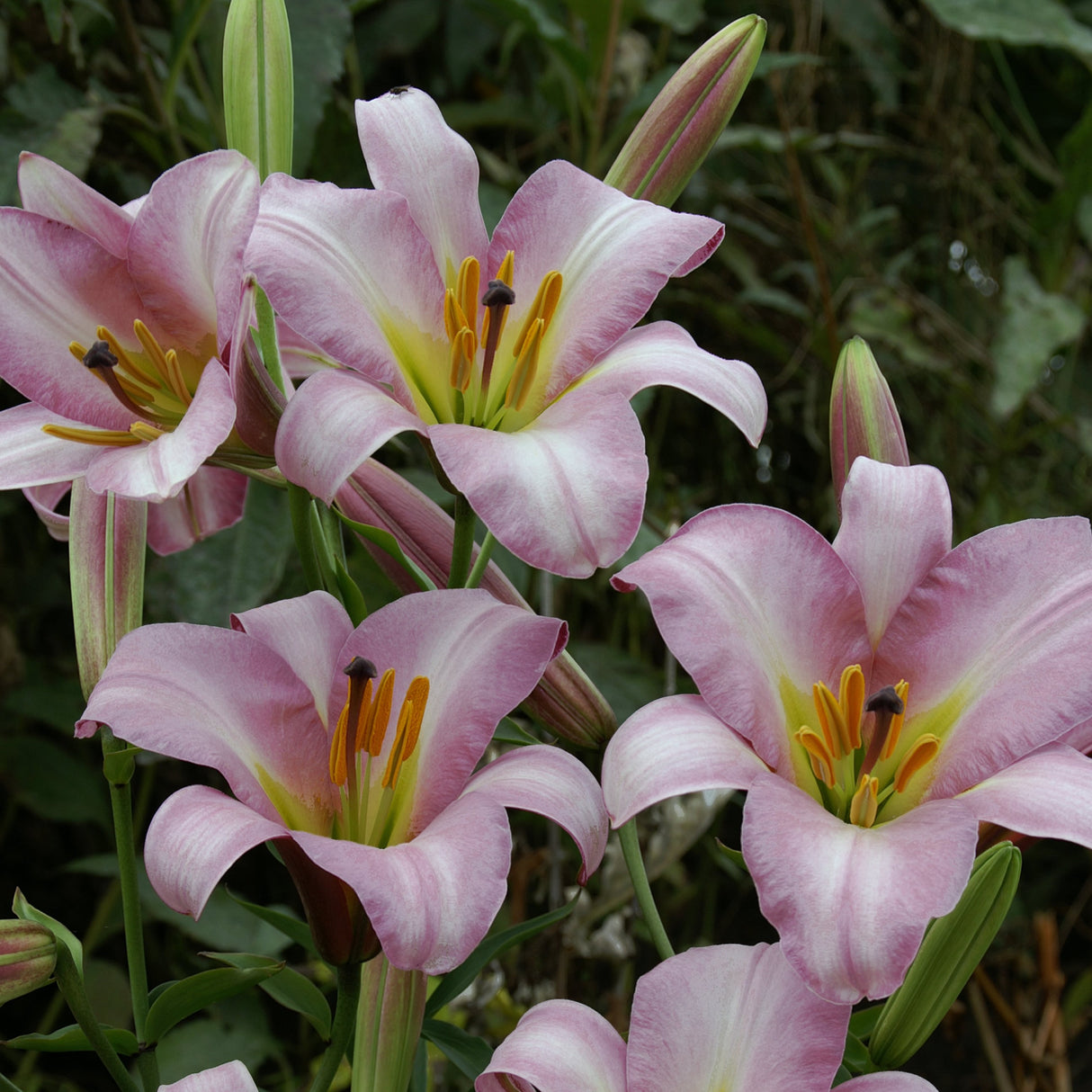 Lilje 'Pink Planet'