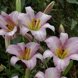 Lilje 'Pink Planet'