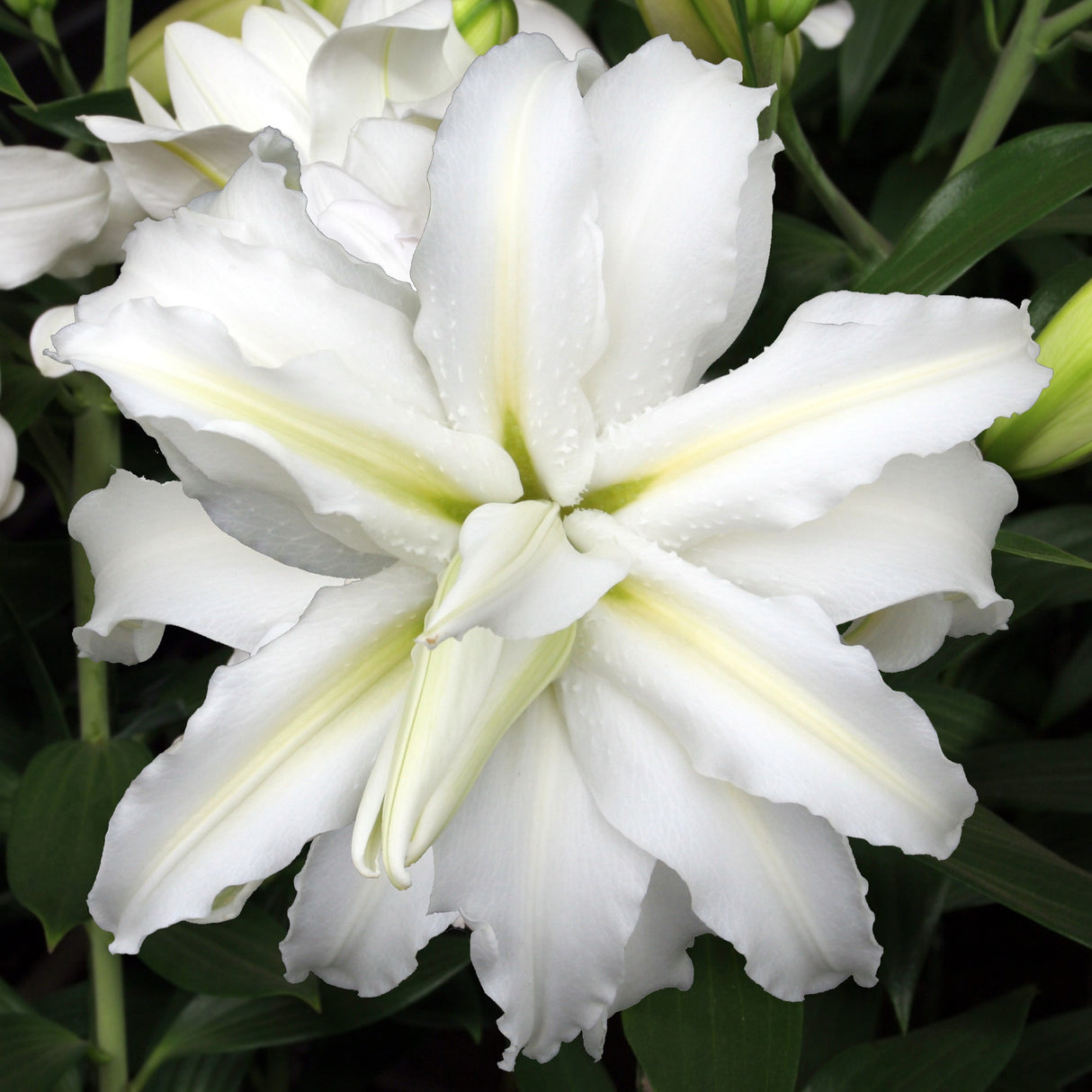 Lilje 'Polar Star'