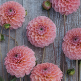 Dahlia 'Linda's Baby'