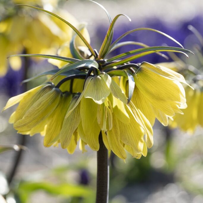 Kejserkrone / Fritillaria imperialis 'Helena'®