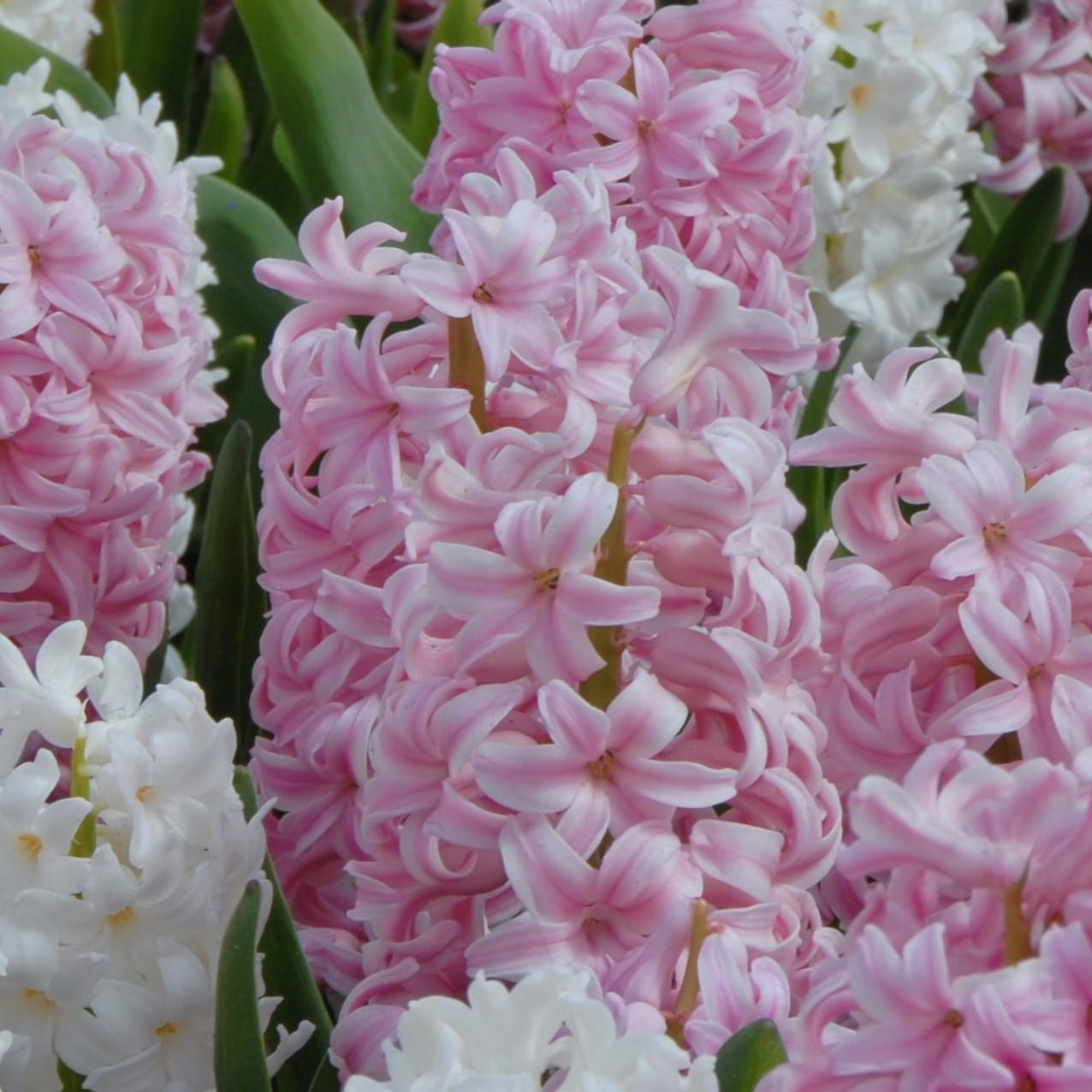 Hyacint orientalis 'Pink Surprise'