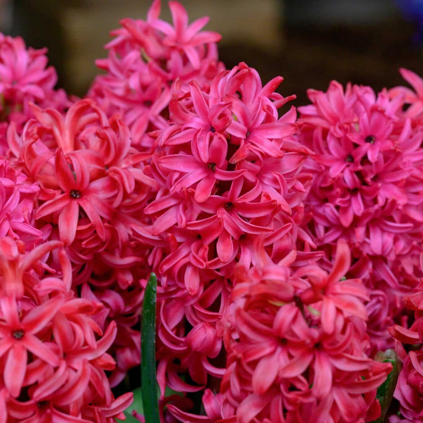 Hyacint orientalis 'Red Glory'®