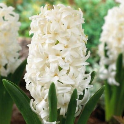 Hyacint 'White Pearl'