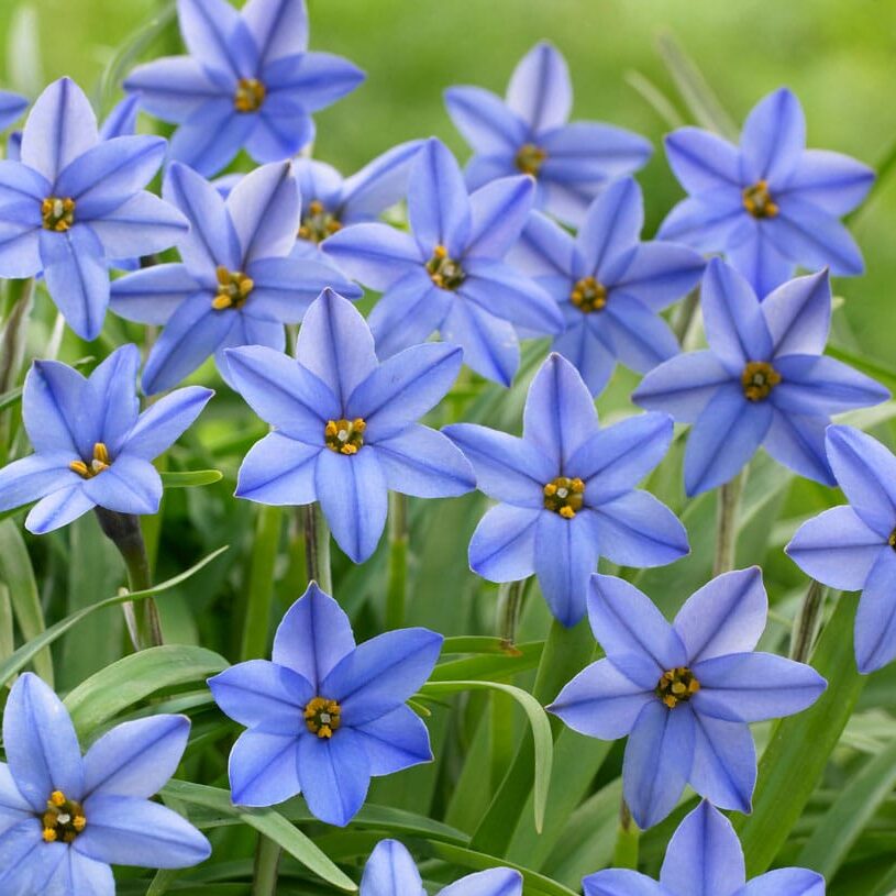 Inka-Hvidløg/Ipheion uniflorum 'Whisley Blue'®