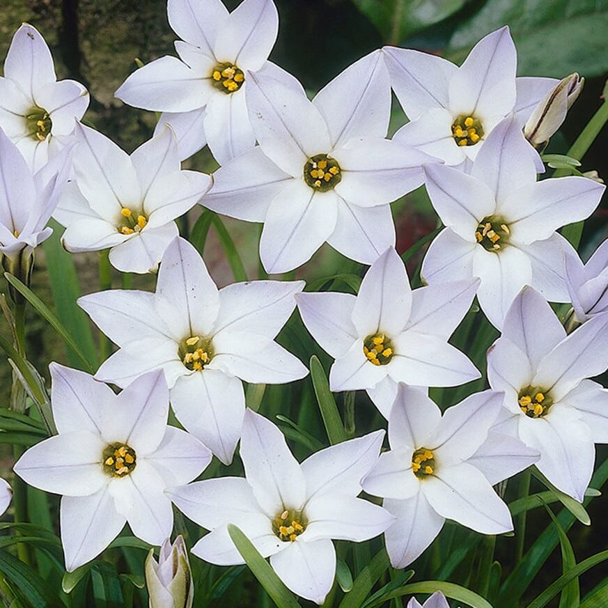 Inka-Hvidløg/Ipheion uniflorum 'White Star'®