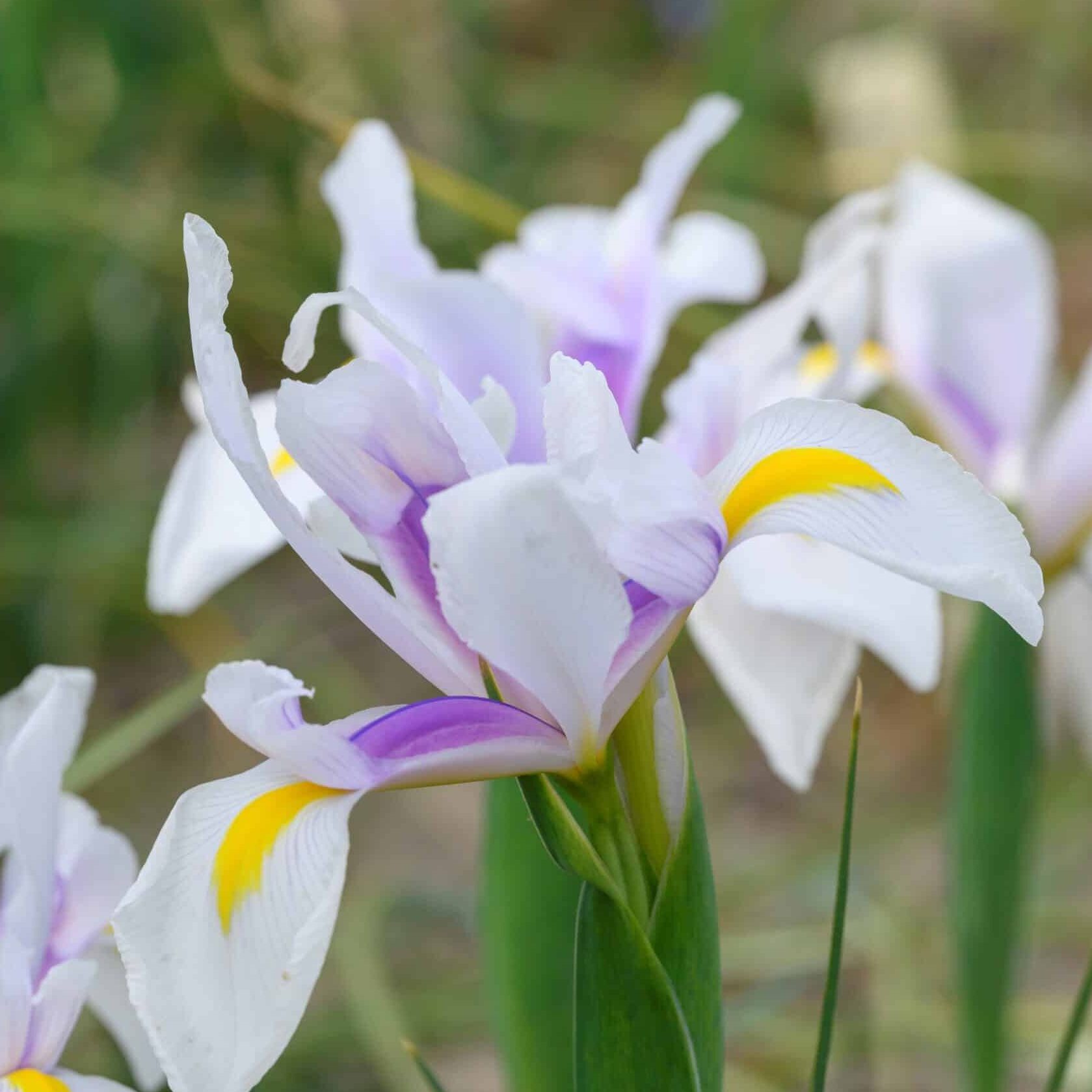 Iris hollandica 'Carmen'
