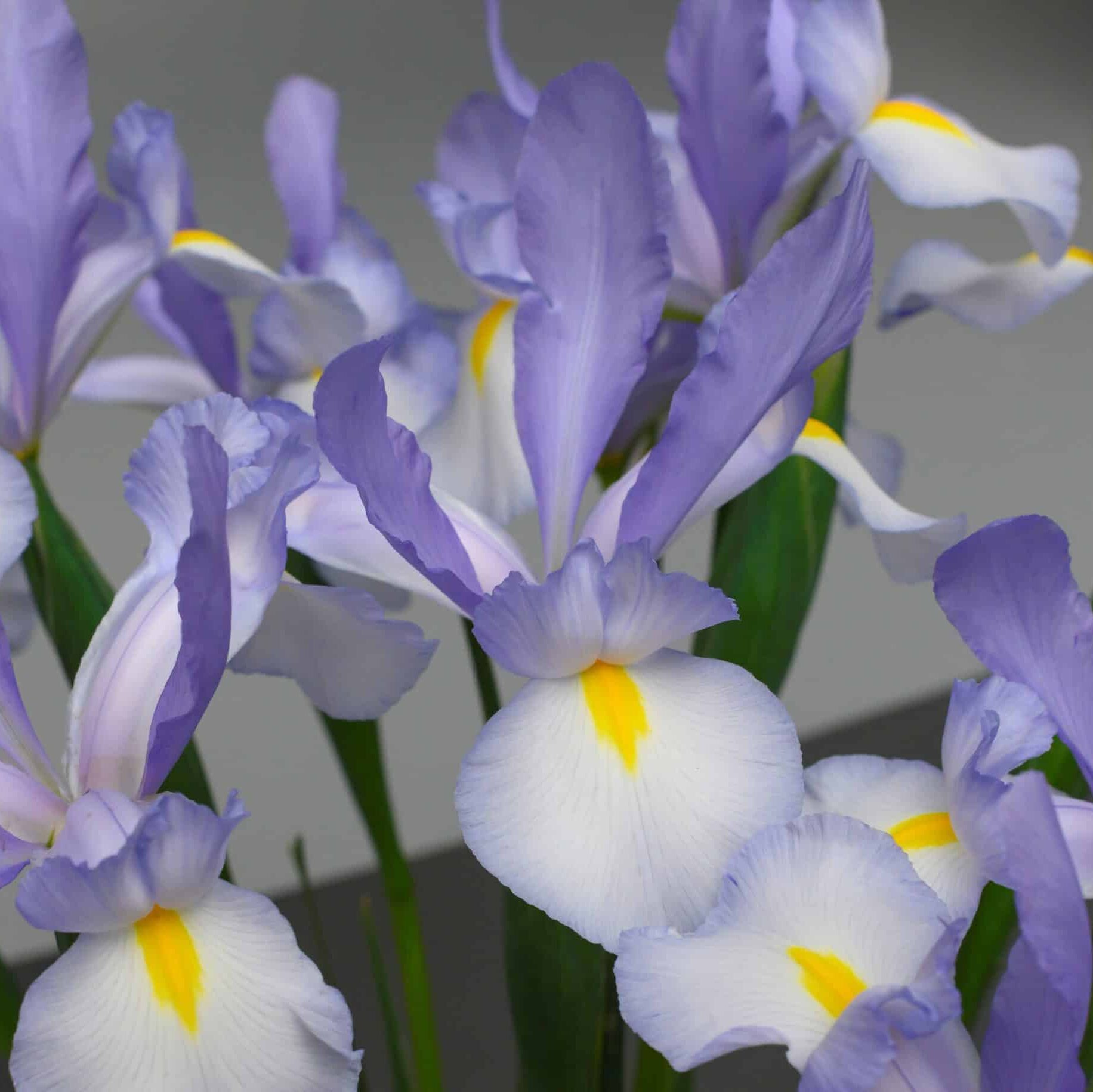 Iris hollandica 'Claires Delight'®