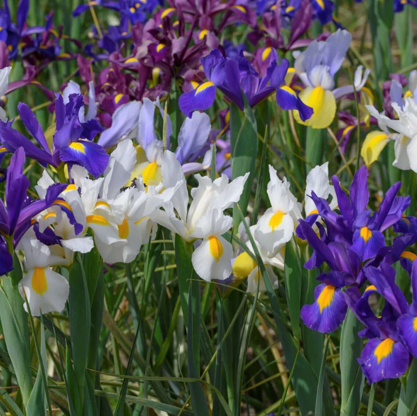 Iris hollandica 'Mix'