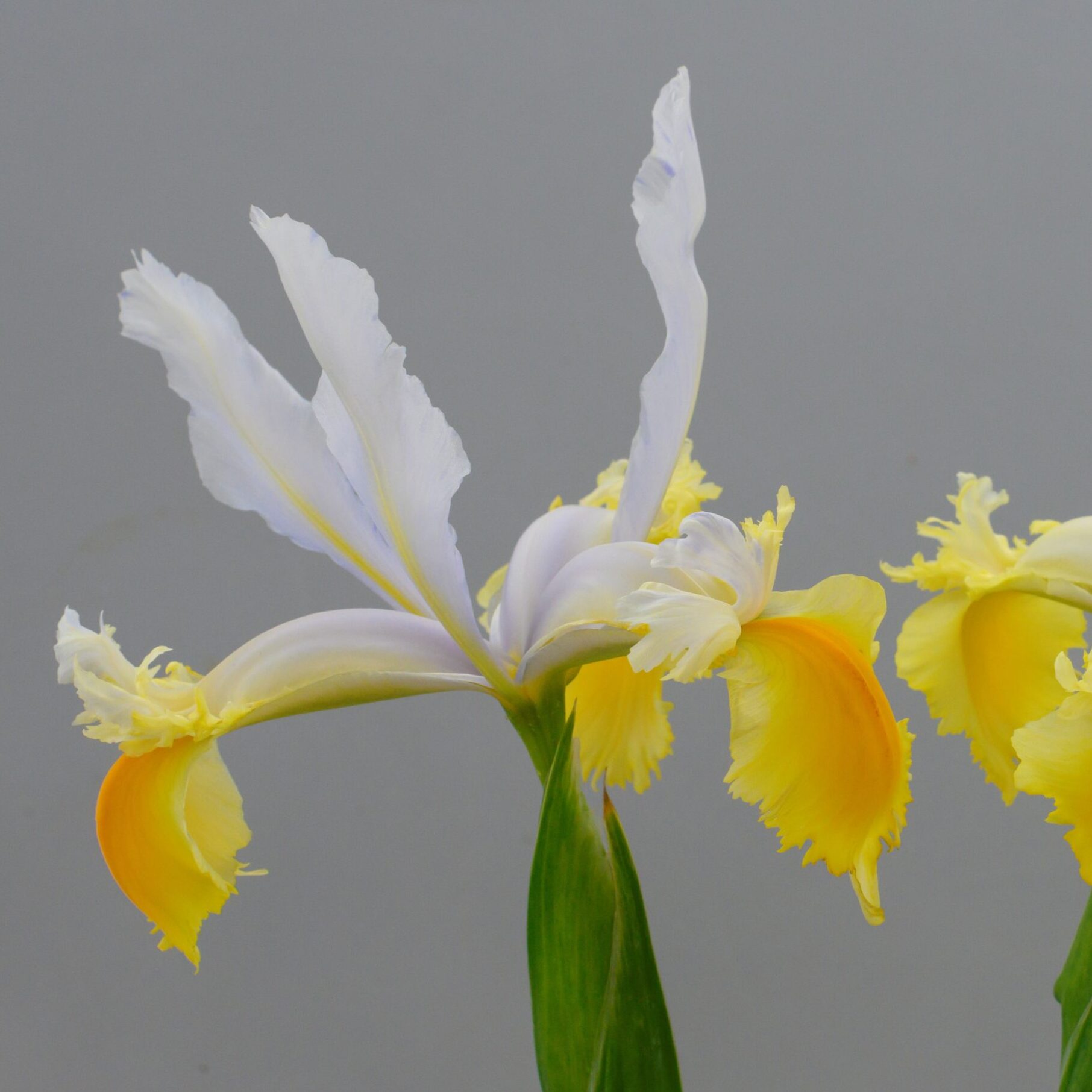Iris hollandica 'Montecito'®