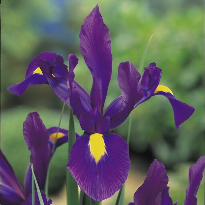 Iris hollandica 'Purple Sensation'