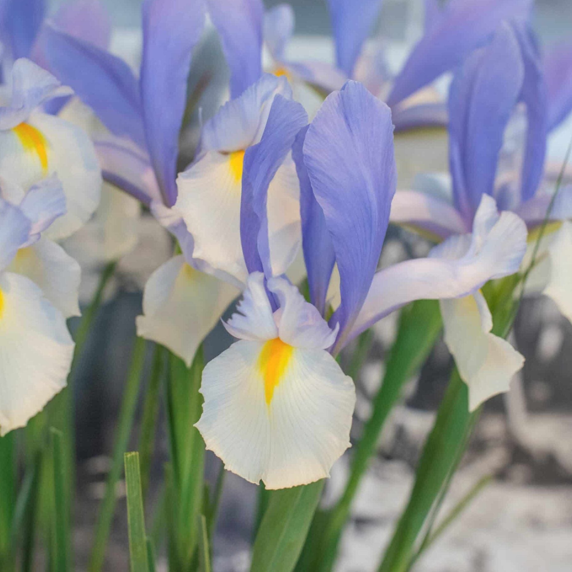 Iris hollandica 'Silvery Beauty'