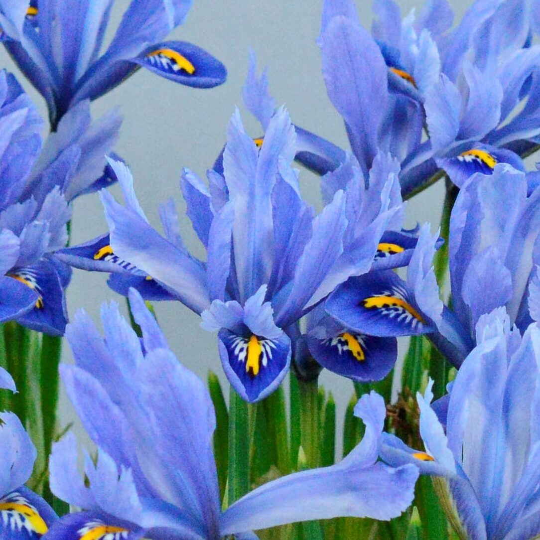 Iris reticulata 'Alida'®