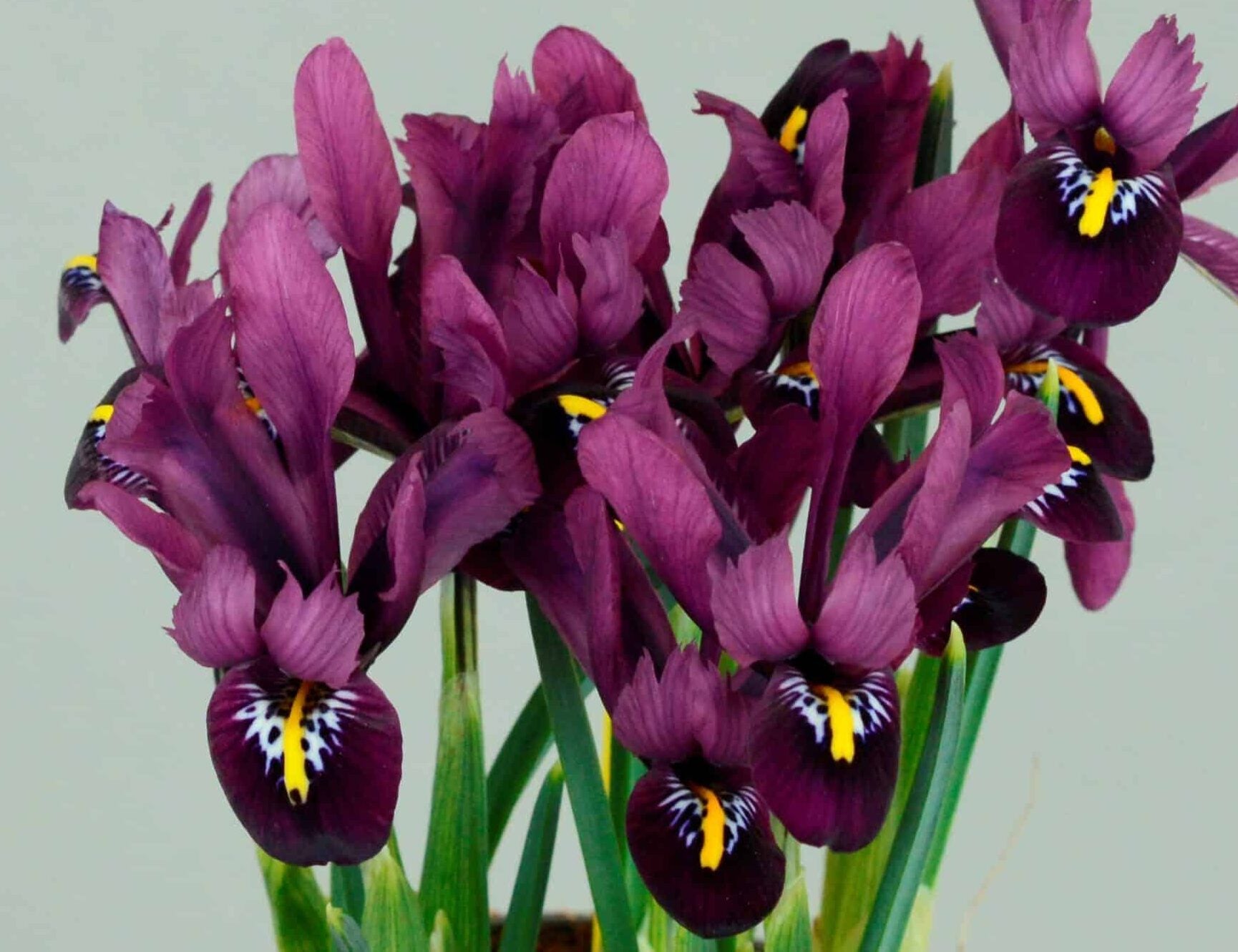 Iris reticulata 'Rejoice'®