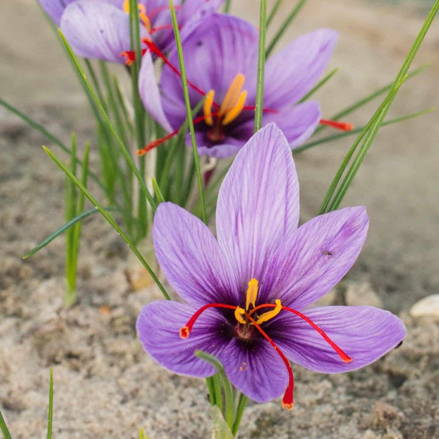 Safrankrokus - Crocus sativus