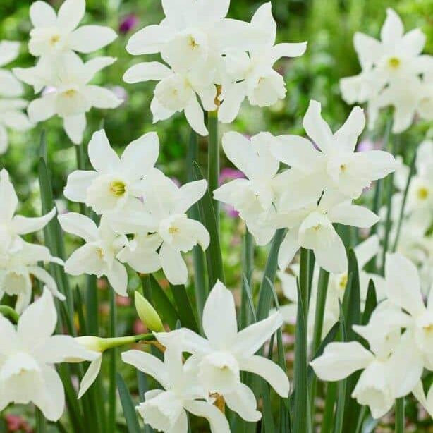 Narcissus 'Thalia' botaniske