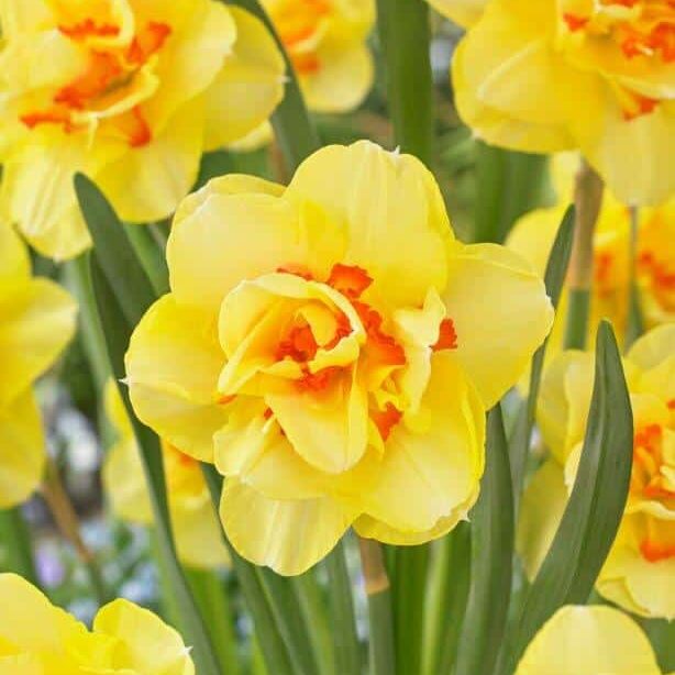 Narcissus 'Tahiti'