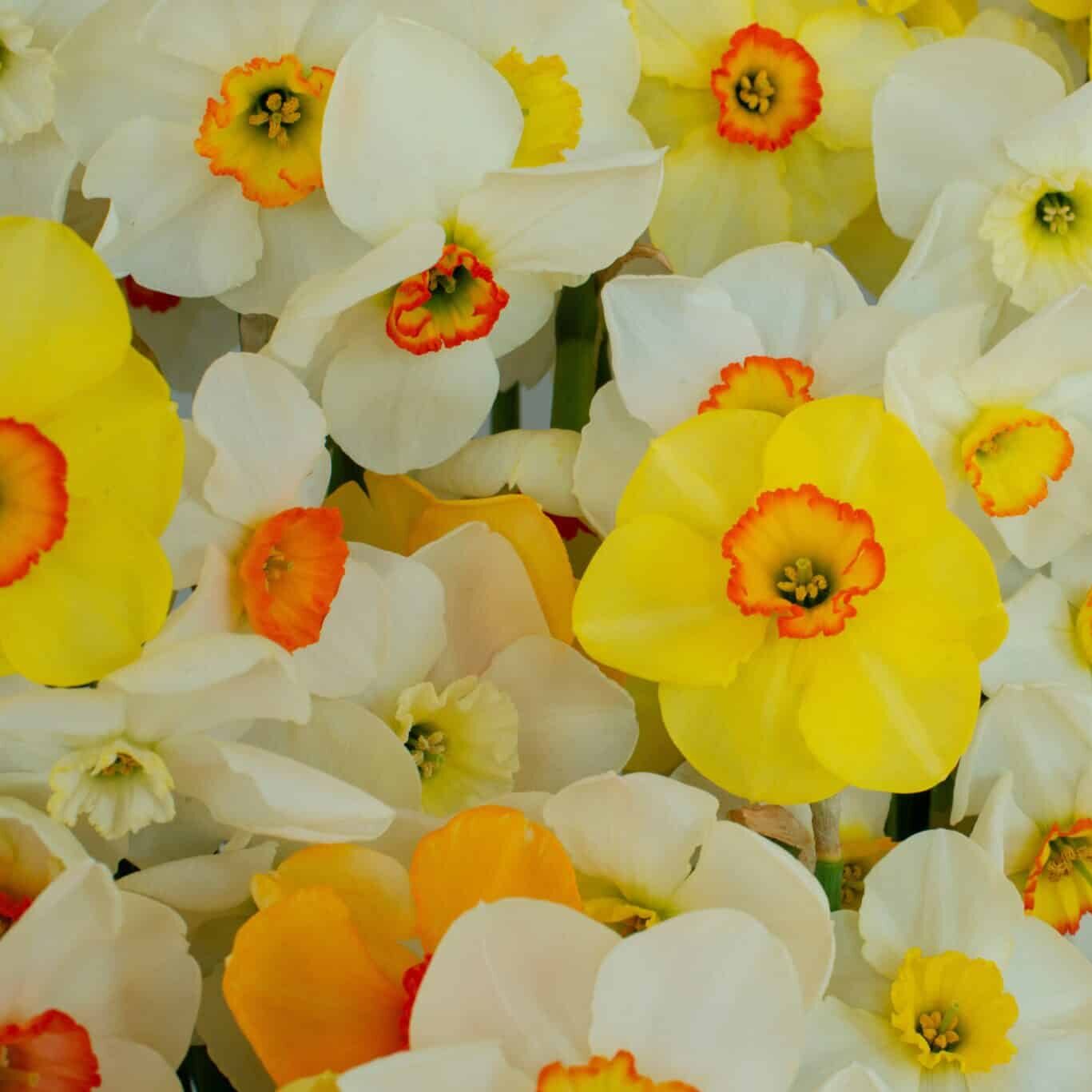Narcissus 'Botanisk Mix' botaniske Påskeliljer