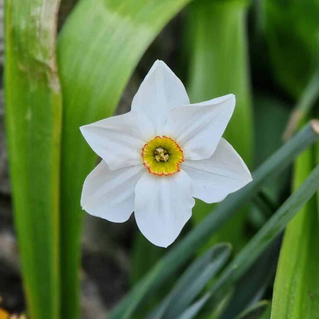 Pinselilje/Narcissus poeticus var. recurvus