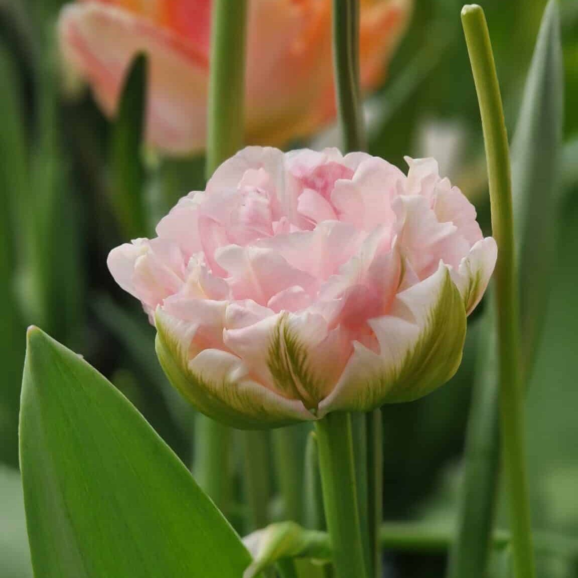 Tulipan 'Angelique'