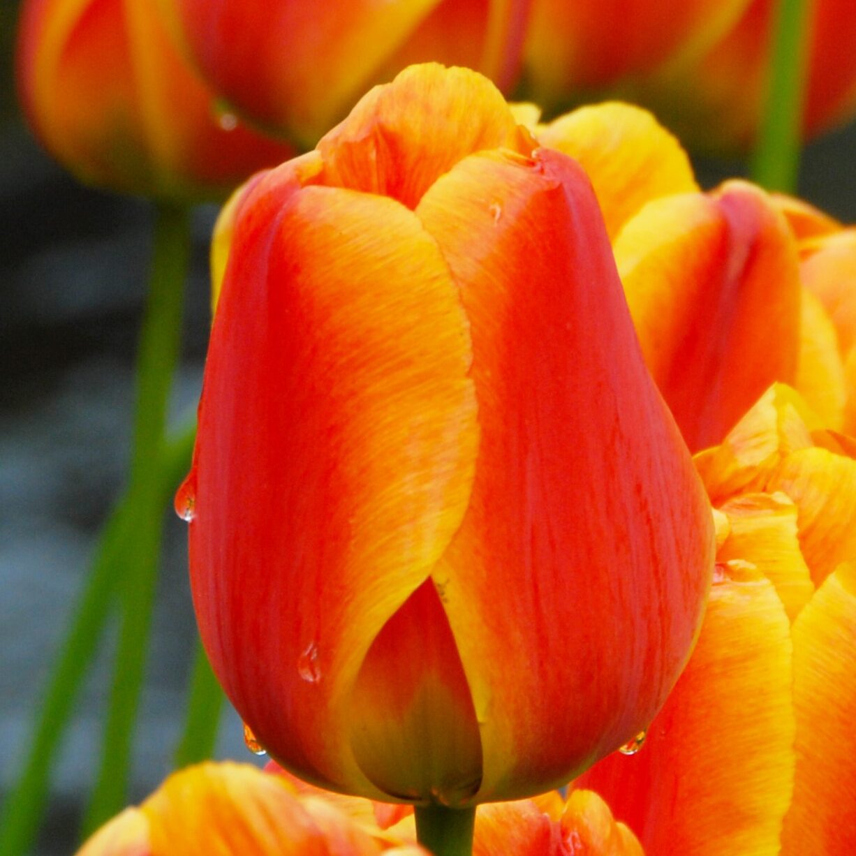Tulipan 'Apeldoorn's Elite'