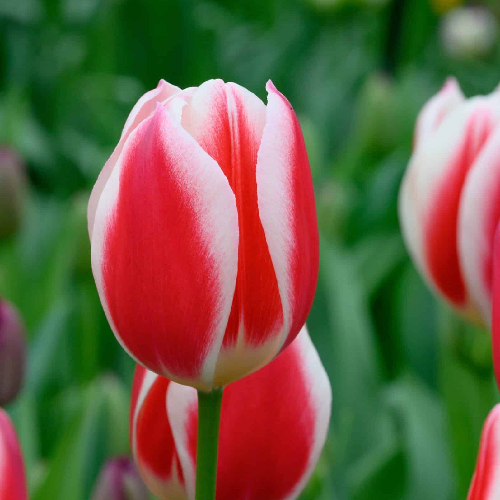 Tulipan 'Candy Apple Delight'