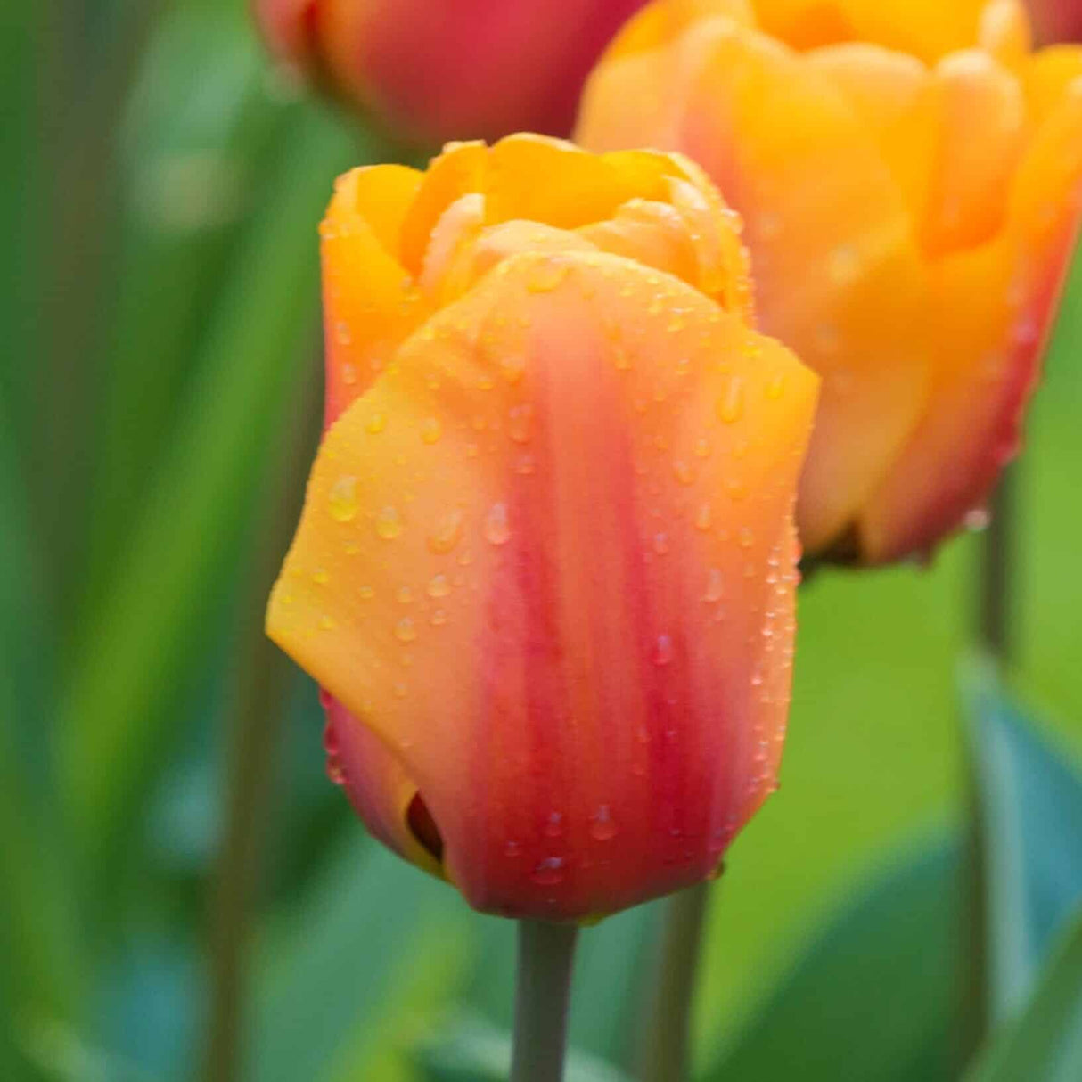 Tulipan 'Cash'
