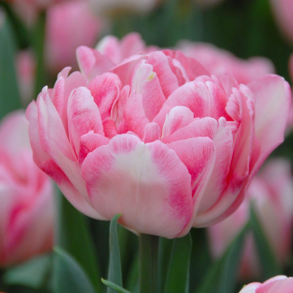 Tulipan 'Foxtrot'