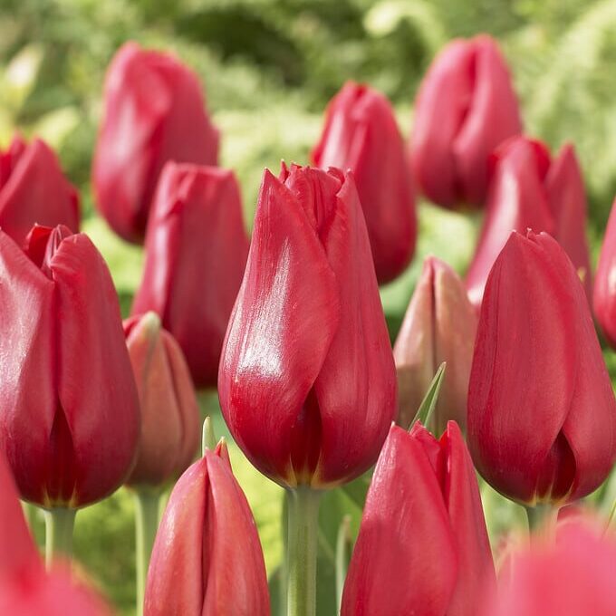 Tulipan 'Kingsblood'