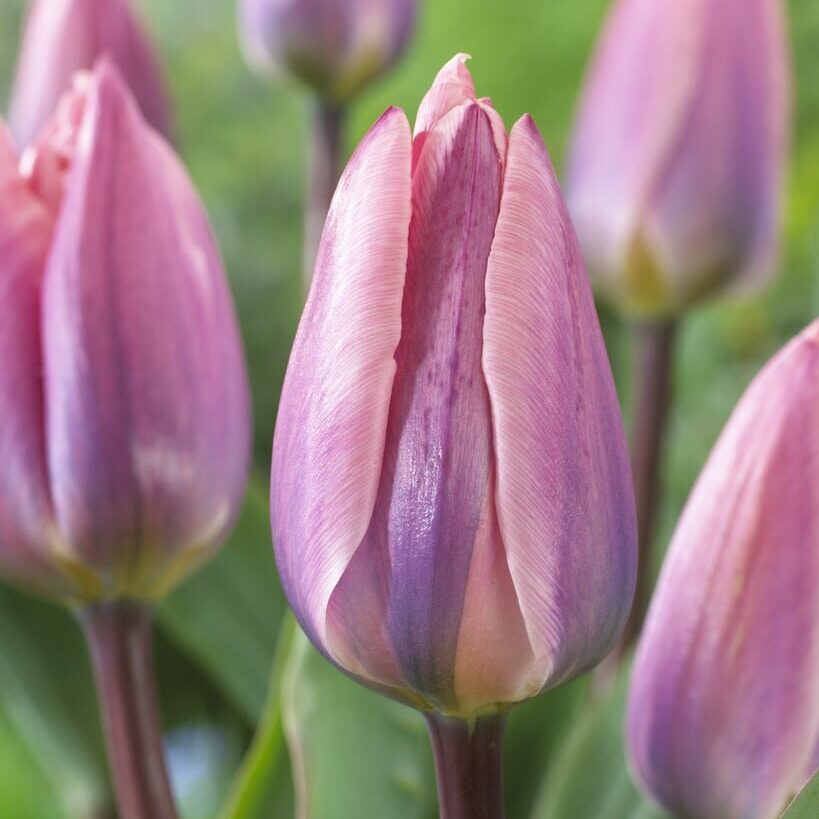Tulipan 'Light And Dreamy'
