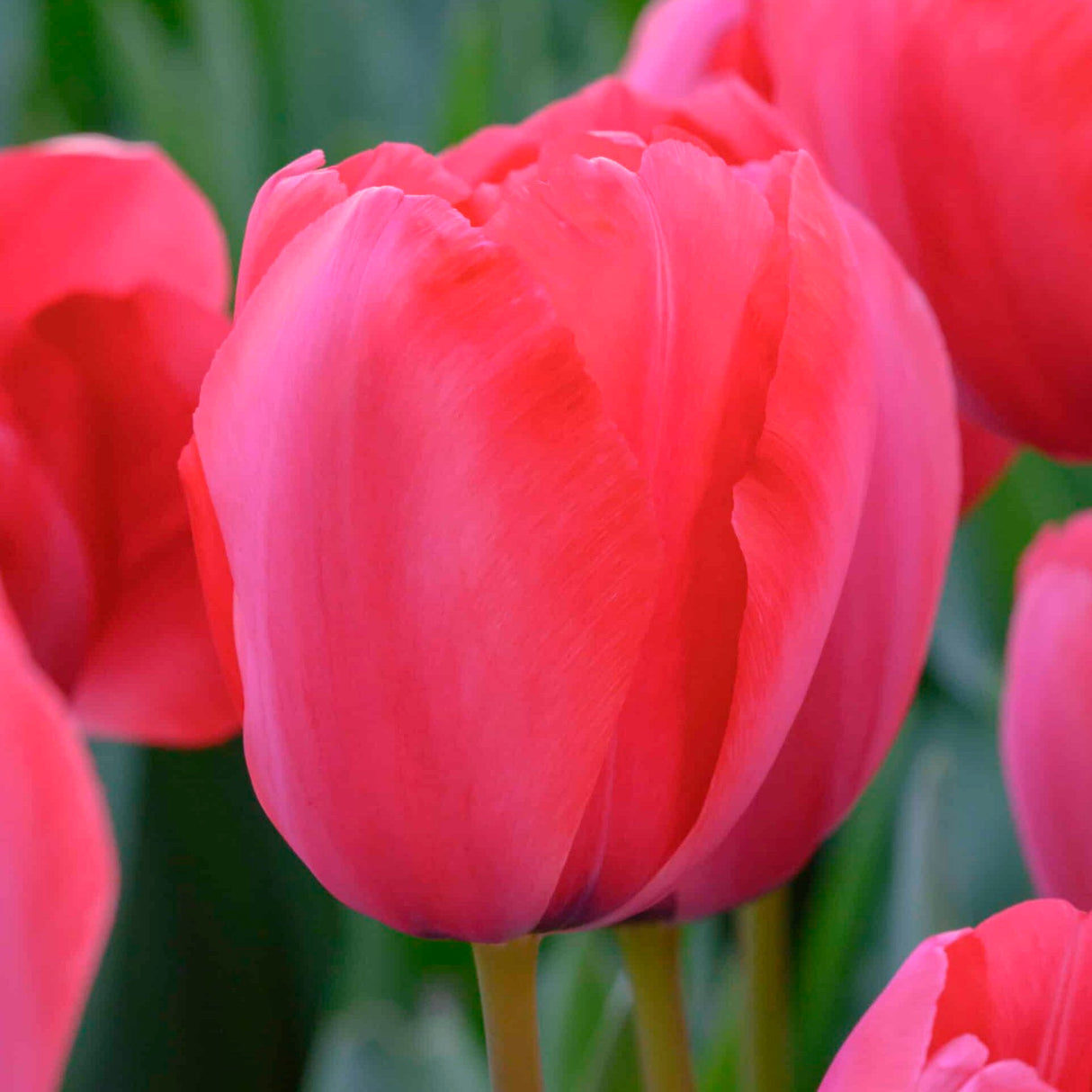 Tulipan 'Niigata'