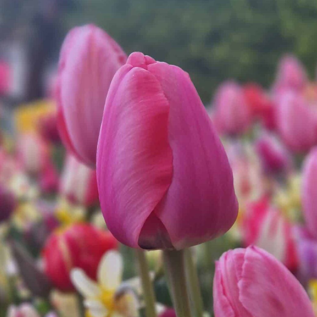 Tulipan 'Pink Impression'
