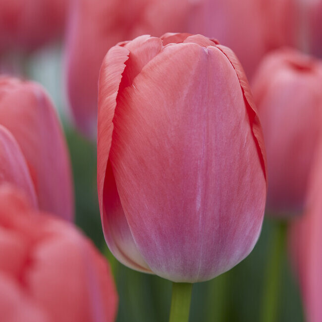 Tulipan 'Pink Pride'