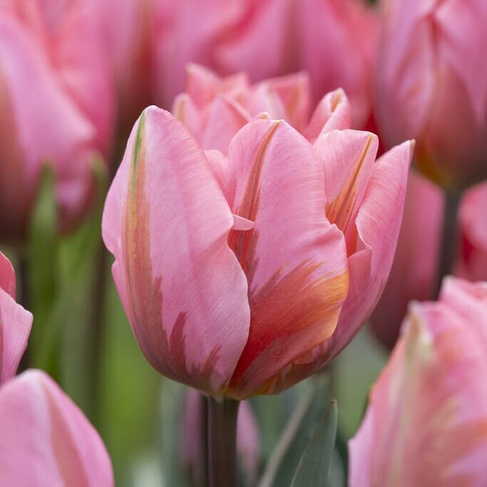 Tulipan 'Pretty Princess'
