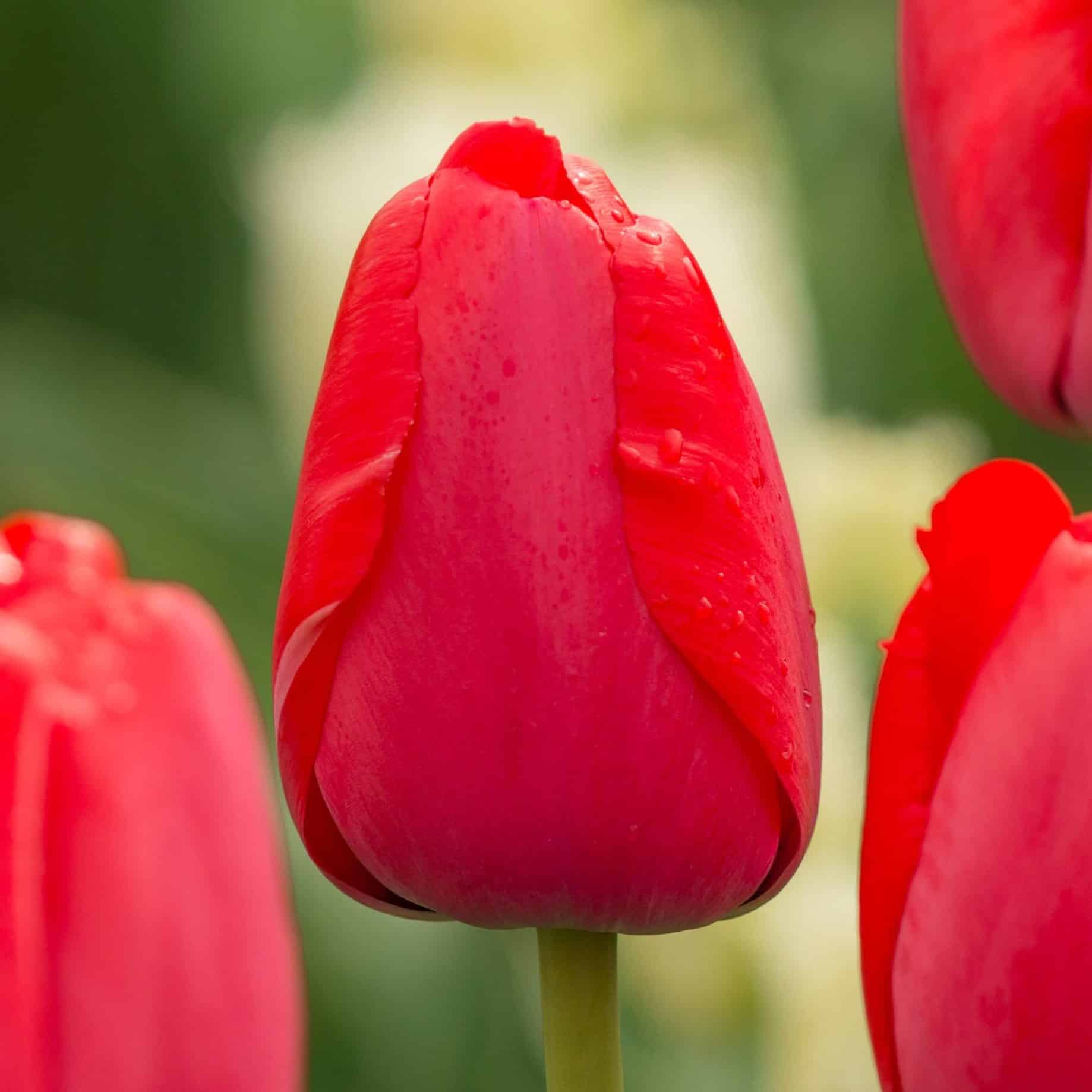Tulipan 'Red Pride'