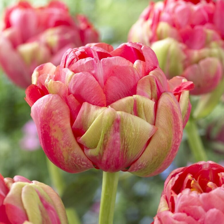 Tulipan 'Renown Unique'