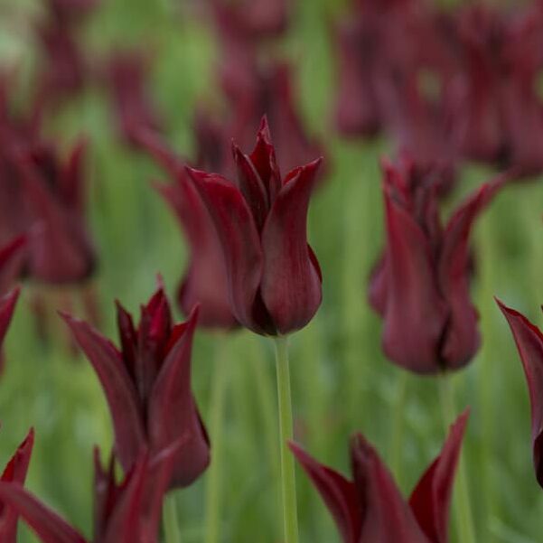 Løgbutikken Tulipaner